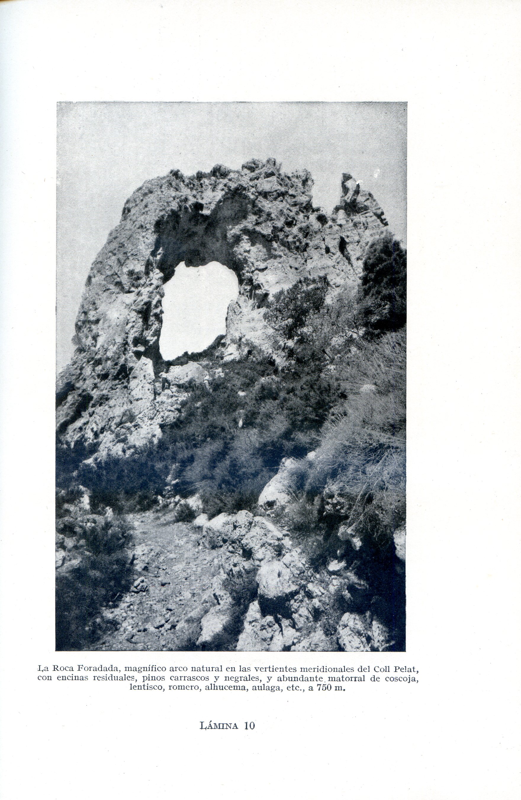 Flórula de Cardó : Consideraciones generales sobre las plantas que se crian en su valle en relación con la temperatura, sequedada y pobreza polínica del aire, seguidas del catálogo de dicha flórula - Miniatura 3